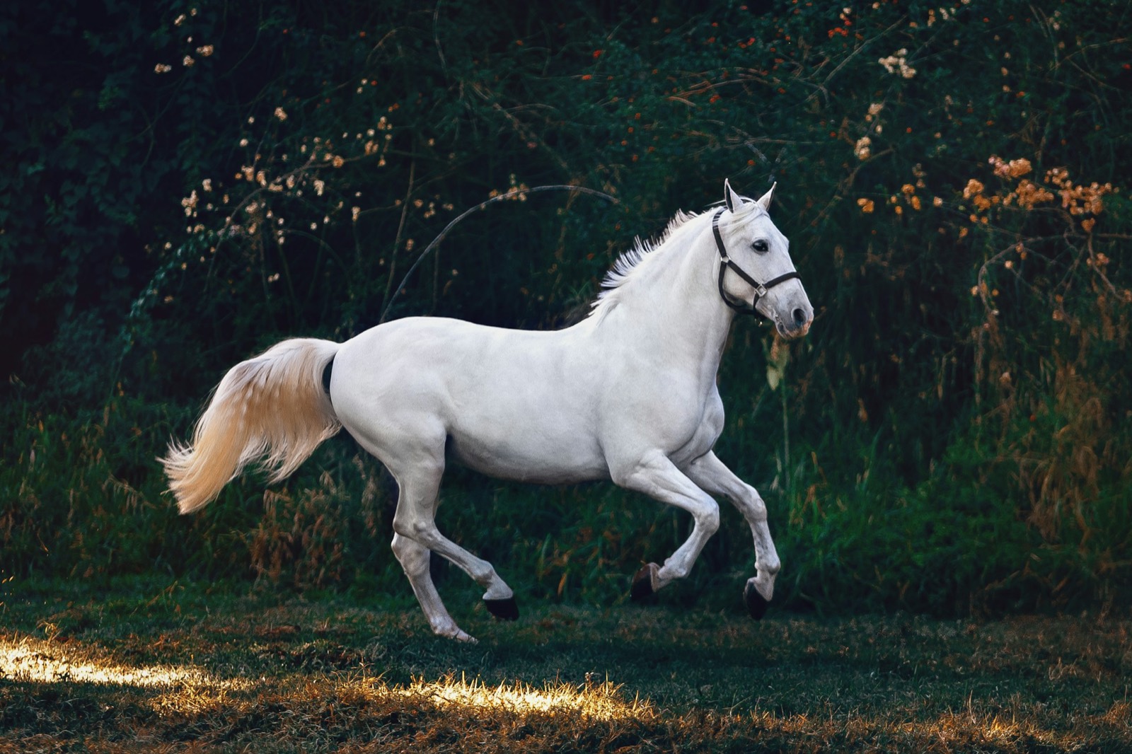 Equine Championship Warmblood in Ambient Light